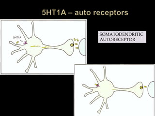 SOMATODENDRITIC
AUTORECEPTOR
 