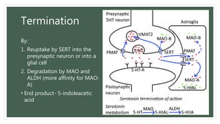 Termination
By:
1. Reuptake by SERT into the
presynaptic neuron or into a
glial cell
2. Degradation by MAO and
ALDH (more affinity for MAO-
A)
• End product- 5-indoleacetic
acid