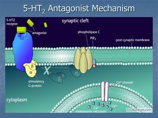 5-HT2 Antagonist Mechanism
 