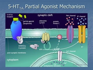 5-HT1A Partial Agonist Mechanism
 
