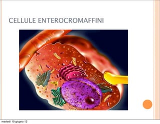 CELLULE ENTEROCROMAFFINI




martedì 19 giugno 12
 