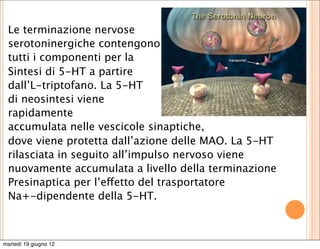 Le terminazione nervose
 serotoninergiche contengono
 tutti i componenti per la
 Sintesi di 5-HT a partire
 dall’L-triptofano. La 5-HT
 di neosintesi viene
 rapidamente
 accumulata nelle vescicole sinaptiche,
 dove viene protetta dall’azione delle MAO. La 5-HT
 rilasciata in seguito all’impulso nervoso viene
 nuovamente accumulata a livello della terminazione
 Presinaptica per l’effetto del trasportatore
 Na+-dipendente della 5-HT.



martedì 19 giugno 12
 