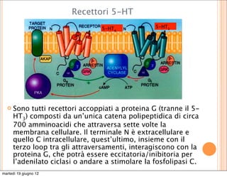 Recettori 5-HT
                                 5-HT4            5-HT1




     Sono tutti recettori accoppiati a proteina G (tranne il 5-
      HT3) composti da un’unica catena polipeptidica di circa
      700 amminoacidi che attraversa sette volte la
      membrana cellulare. Il terminale N è extracellulare e
      quello C intracellulare, quest’ultimo, insieme con il
      terzo loop tra gli attraversamenti, interagiscono con la
      proteina G, che potrà essere eccitatoria/inibitoria per
      l’adenilato ciclasi o andare a stimolare la fosfolipasi C.
martedì 19 giugno 12
 