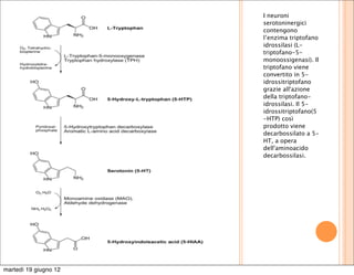 I neuroni
                       serotoninergici
                       contengono
                       l’enzima triptofano
                       idrossilasi (L-
                       triptofano-5-
                       monoossigenasi). Il
                       triptofano viene
                       convertito in 5-
                       idrossitriptofano
                       grazie all'azione
                       della triptofano-
                       idrossilasi. Il 5-
                       idrossitriptofano(5
                       -HTP) così
                       prodotto viene
                       decarbossilato a 5-
                       HT, a opera
                       dell'aminoacido
                       decarbossilasi.




martedì 19 giugno 12
 