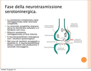 Fase della neurotrasmissione
     serotoninergica.
        La serotonina sintetizzata viene
         immagazzinata nelle vescicole
         sinaptiche.
        Le vescicole sinaptiche migrano
         verso la membrana cellulare e si
         fondono con essa.
        Rilascio serotonina
         immagazzinata al loro interno.
        Il neurotrasmettitore interagisce
         con i recettori postsinaptici.
        Nel caso di recettori accoppiati a
         proteine G, il neurotrasmettitore
         attiva i sistemi che producono il
         secondo messaggero.




martedì 19 giugno 12
 