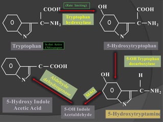 N N
COOH
C NH2
COOH
C NH2
OH
N
C NH2
OH H
Tryptophan 5-Hydroxytryptophan
5-Hydroxytryptamine
N
C COOH
5-OH Indole
Acetaldehyde
5-Hydroxy Indole
Acetic Acid
Tryptophan
hydroxylase
5-OH Tryptophan
decarboxylase
(Rate limiting)
In diet. Active
CNS transport
 