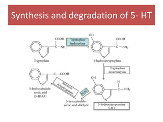 Synthesis and degradation of 5- HT
 