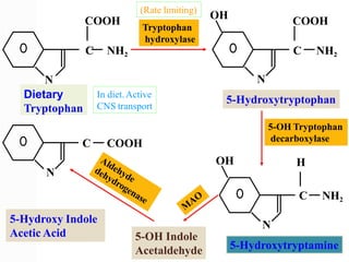 N
COOH
C NH2
COOH
C NH2
OH
N
C NH2
OH H
Dietary
Tryptophan
5-Hydroxytryptophan
5-Hydroxytryptamine
N
C COOH
5-OH Indole
Acetaldehyde
5-Hydroxy Indole
Acetic Acid
Tryptophan
hydroxylase
5-OH Tryptophan
decarboxylase
(Rate limiting)
In diet.Active
CNS transport
N
 