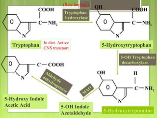 N
C
N
C NH2
COOH COOH
NH2
OH
N
C NH2
OH H
Tryptophan 5-Hydroxytryptophan
5-Hydroxytryptamine
N
C COOH
5-OH Indole
Acetaldehyde
5-Hydroxy Indole
Acetic Acid
Tryptophan
hydroxylase
5-OH Tryptophan
decarboxylase
M
AO
Aldehyde
dehydrogenase
(Rate limiting)
In diet. Active
CNS transport
 