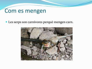 Com es mengen
 Les serps son carnívores perquè mengen carn.
 