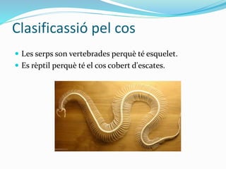 Clasificassió pel cos
 Les serps son vertebrades perquè té esquelet.
 Es rèptil perquè té el cos cobert d'escates.
 