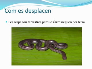 Com es desplacen
 Les serps son terrestres perquè s’arrosseguen per terra
 