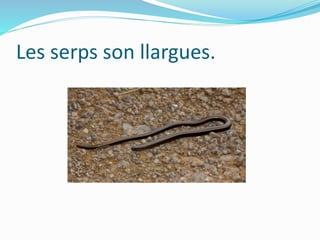 Les serps son llargues.
 