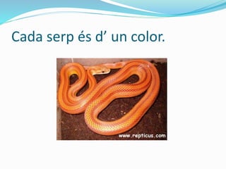 Cada serp és d’ un color.
 