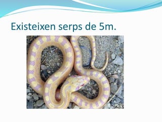Existeixen serps de 5m.
 