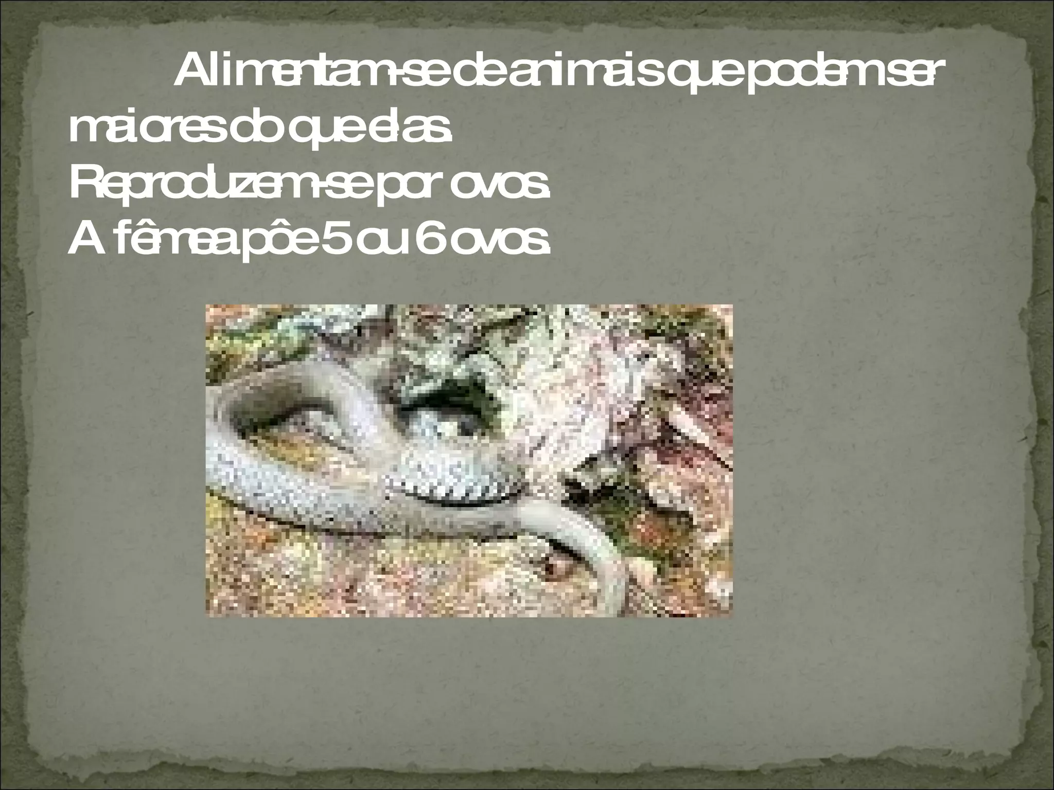 Alimentam-se de animais que podem ser maiores do que elas. Reproduzem-se por ovos.  A fêmea pôe 5 ou 6 ovos. 