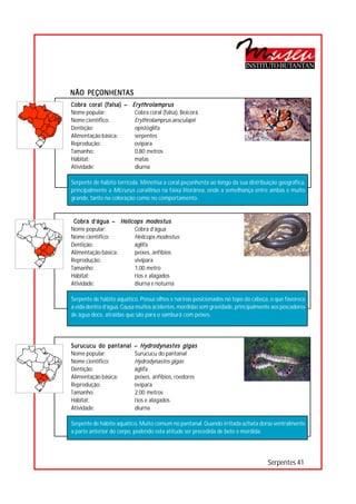 INSTITUTO BUTANTAN


NÃO PEÇONHENTAS
Cobra coral (falsa) – Erythrolamprus
Nome popular:          Cobra coral (falsa), Boicorá




                                  ○
                                  ○
Nome científico:       Erythrolamprus aesculapii




                                  ○
                                  ○
Dentição:              opistóglifa


                                  ○
Alimentação básica:    serpentes

                                  ○
                                  ○
Reprodução:            ovípara
Tamanho:               0,80 metros○
                                  ○
                                  ○




Hábitat:               matas
                                  ○
                                  ○




Atividade:             diurna
                                  ○
                                  ○
                                  ○




Serpente de hábito terrícola. Mimetisa a coral peçonhenta ao longo da sua distribuição geográfica,
                                  ○




principalmente a Micrurus corallinus na faixa litorânea, onde a semelhança entre ambas e muito
                                  ○
                                  ○




grande, tanto na coloração como no comportamento.
                                  ○
                                  ○
                                  ○
                                  ○
                                  ○




 Cobra d’água – Helicops modestus
                                  ○
                                  ○




Nome popular:        Cobra d’água
                                  ○




Nome científico:     Helicops modestus
                                  ○
                                  ○




Dentição:            áglifa
                                  ○




Alimentação básica:  peixes, anfíbios
                                  ○
                                  ○




Reprodução:          vivípara
                                  ○
                                  ○




Tamanho:             1,00 metro
                                  ○




Hábitat:             rios e alagados
                                  ○
                                  ○




Atividade:           diurna e noturna
                                  ○
                                  ○
                                  ○




Serpente de hábito aquático. Possui olhos e narinas posicionados no topo da cabeça, o que favorece
                                  ○
                                  ○




a vida dentro d’água. Causa muitos acidentes, mordidas sem gravidade, principalmente aos pescadores
                                  ○




de água doce, atraídas que são para o samburá com peixes.
                                  ○
                                  ○
                                  ○
                                  ○
                                  ○
                                  ○
                                  ○




Surucucu do pantanal      – Hydrodynastes gigas
                                  ○
                                  ○




Nome popular:             Surucucu do pantanal
                                  ○




Nome científico:          Hydrodynastes gigas
                                  ○
                                  ○




Dentição:                 áglifa
                                  ○




Alimentação básica:       peixes, anfíbios, roedores
                                  ○
                                  ○




Reprodução:               ovípara
                                  ○
                                  ○




Tamanho:                  2,00 metros
                                  ○




Hábitat:                  rios e alagados
                                  ○
                                  ○




Atividade:                diurna
                                  ○
                                  ○
                                  ○




Serpente de hábito aquático. Muito comum no pantanal. Quando irritada achata dorso ventralmente
                                  ○
                                  ○




a parte anterior do corpo, podendo esta atitude ser precedida de bote e mordida.
                                  ○
                                  ○
                                  ○
                                  ○
                                  ○




                                                                                   Serpentes 41
 