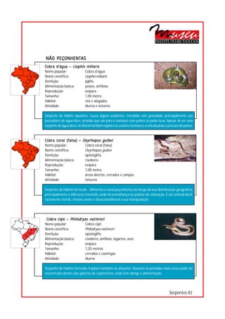 INSTITUTO BUTANTAN


NÃO PEÇONHENTAS
Cobra d’água – Liophis miliaris
Nome popular:         Cobra d’água




                                    ○
                                    ○
Nome científico:      Liophis miliaris




                                    ○
                                    ○
Dentição:             áglifa


                                    ○
Alimentação básica:   peixes, anfíbios

                                    ○
                                    ○
Reprodução:           ovípara
                                    ○
Tamanho:              1,00 metro    ○
                                    ○




Hábitat:              rios e alagados
                                    ○
                                    ○




Atividade:            diurna e noturna
                                    ○
                                    ○
                                    ○




Serpente de hábito aquático. Causa alguns acidentes, mordidas sem gravidade, principalmente aos
                                    ○
                                    ○




pescadores de água doce, atraídas que são para o samburá com peixes ou pelas iscas. Apesar de ser uma
                                    ○




serpente de água doce, no litoral também explora os costões rochosos e a orla da praia a procura de peixes.
                                    ○
                                    ○
                                    ○
                                    ○
                                    ○




Cobra coral (falsa) – Oxyrhopus guibei
                                    ○
                                    ○




Nome popular:          Cobra coral (falsa)
                                    ○




Nome científico:       Oxyrhopus guibei
                                    ○
                                    ○




Dentição:              opistóglifa
                                    ○




Alimentação básica:    roedores
                                    ○
                                    ○




Reprodução:            ovípara
                                    ○
                                    ○




Tamanho:               1,00 metro
                                    ○




Hábitat:               áreas abertas, cerrados e campos
                                    ○
                                    ○




Atividade:             noturna
                                    ○
                                    ○
                                    ○




Serpente de hábito terrícola. . Mimetisa a coral peçonhenta ao longo da sua distribuição geográfica,
                                    ○
                                    ○




principalmente a Micrurus frontalis, onde há semelhança no padrão de coloração. É um animal dócil,
                                    ○




raramente morde, mesmo assim é desaconselhável a sua manipulação.
                                    ○
                                    ○
                                    ○
                                    ○
                                    ○
                                    ○
                                    ○




 Cobra cipó – Philodryas nattereri
                                    ○
                                    ○




Nome popular:          Cobra cipó
                                    ○




Nome científico:       Philodryas nattereri
                                    ○
                                    ○




Dentição:              opistóglifa
                                    ○
                                    ○




Alimentação básica:    roedores, anfíbios, lagartos, aves
                                    ○




Reprodução:           ovípara
                                    ○
                                    ○




Tamanho:               1,20 metros
                                    ○




Hábitat:               cerrados e caatingas
                                    ○
                                    ○




Atividade:             diurna
                                    ○
                                    ○
                                    ○




Serpente de hábito terrícola. Explora também os arbustos. Durante os períodos mais secos pode ser
                                    ○
                                    ○




encontrada dentro das galerias de cupinzeiros, onde têm abrigo e alimentação.
                                    ○
                                    ○
                                    ○
                                    ○
                                    ○




                                                                                         Serpentes 42
 