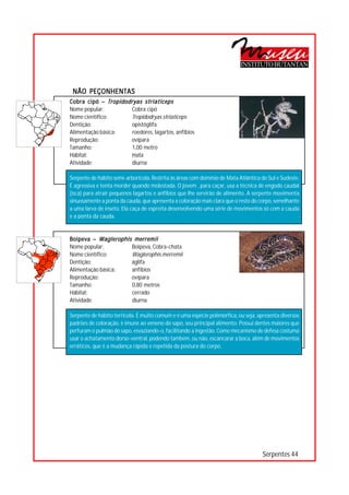 INSTITUTO BUTANTAN



 NÃO PEÇONHENTAS
Cobra cipó – Tropidodryas striaticeps
Nome popular:         Cobra cipó




                                  ○
                                  ○
Nome científico:      Tropidodryas striaticeps




                                  ○
Dentição:             opistóglifa



                                  ○
                                  ○
Alimentação básica:   roedores, lagartos, anfíbios

                                  ○
                                  ○
Reprodução:          ovípara
                                  ○
Tamanho:              1,00 metro  ○
                                  ○




Hábitat:             mata
                                  ○




Atividade:            diurna
                                  ○
                                  ○
                                  ○
                                  ○




Serpente de hábito semi-arborícola. Restrita às áreas com domínio de Mata Atlântica do Sul e Sudeste.
                                  ○




É agressiva e tenta morder quando molestada. O jovem , para caçar, usa a técnica de engodo caudal
                                  ○
                                  ○




(isca) para atrair pequenos lagartos e anfíbios que lhe servirão de alimento. A serpente movimenta
                                  ○




sinuosamente a ponta da cauda, que apresenta a coloração mais clara que o resto do corpo, semelhante
                                  ○
                                  ○




a uma larva de inseto. Ela caça de espreita desenvolvendo uma série de movimentos só com a cauda
                                  ○
                                  ○




e a ponta da cauda.
                                  ○
                                  ○
                                  ○
                                  ○
                                  ○




Boipeva – Waglerophis merremii
                                  ○




Nome popular:        Boipeva, Cobra-chata
                                  ○
                                  ○




Nome científico:     Waglerophis merremii
                                  ○




Dentição:            áglifa
                                  ○
                                  ○




Alimentação básica:  anfíbios
                                  ○
                                  ○




Reprodução:          ovípara
                                  ○




Tamanho:             0,80 metros
                                  ○
                                  ○




Hábitat:             cerrado
                                  ○




Atividade:           diurna
                                  ○
                                  ○
                                  ○
                                  ○




Serpente de hábito terrícola. É muito comum e é uma espécie polimórfica, ou seja, apresenta diversos
                                  ○




padrões de coloração. è imune ao veneno do sapo, seu principal alimento; Possui dentes maiores que
                                  ○
                                  ○




perfuram o pulmão do sapo, esvaziando-o, facilitando a ingestão. Como mecanismo de defesa costuma
                                  ○
                                  ○




usar o achatamento dorso-ventral, podendo também, ou não, escancarar a boca, além de movimentos
                                  ○




erráticos, que é a mudança rápida e repetida da postura do corpo.
                                  ○
                                  ○
                                  ○
                                  ○
                                  ○
                                  ○
                                  ○
                                  ○
                                  ○
                                  ○
                                  ○
                                  ○
                                  ○
                                  ○
                                  ○
                                  ○
                                  ○
                                  ○
                                  ○
                                  ○
                                  ○
                                  ○




                                                                                    Serpentes 44
 