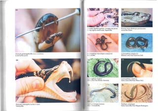 Dentição proteróglifa Micrunls corallinus
Limeira/São paulo
Dentição solenóglifa Lachesis IlIlila
Valença/Ba
XCl1odon rhabdocephalus, exemplo de presas
do lipo áglifa modificada, ltapebilBa,
06
1.1'{J/otyphlops macrolepis:salgueiroi
luazeirolBa
I ,'/J/('/yphlops koppesi
I'almasrro FOlo Reuber Brandão
I1/" d"{Js brOllgersmianus
I 11 '01 0 MedradolBa
05
Fossela loreal Bothrops jararacussu
Assis/São Paulo
Leptotyplrlops diaplocius
Manaus /Am Foto Guarino Colli
Lel'lol)'phlops albifrons
Santo Incício/Ba FOIO Mário Haft
Typhlops yoneflagae
Santo [náciolBa FOIO Miguel Rodrigues
 