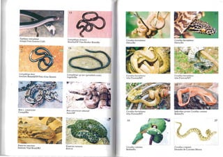 Typhlops relieula/us
Amilpá Foto Guarino Colli
14
Liotyphlops beui
Instituto Butantã/SP Foto Aline Benetti
Boa e. eons/rictor
Curaçá/Ba
Euneeles murinus
Instituto Vital BrazillRJ
13
Liotyphlops lernelzi
BrasíJia/DF Foto Reubcr Brandão
Liotyphlops sp flOl' (geraldobrisola)
ItapebilBa
1" '" .'
Boa conslric/or amarali
Assis/SP
Euneeles no/aeus
Bolívia
Corallus hortulanus
Ilhéus/Ba
Coral/us hvr/u{allus
Alta Floresta/MT
Coral/us hortulanus
Alta Floresta/MT
26
Coral/us eaninus
Belém/Pa
Coral/us horlulanus
IIhéus/Ba
CoraI/tis horlulanus
Alta Floresta/MT
Indivíduo jovem Corallus caninus
BelémlPa
Coral/us cropanii
Desenho de Cristiano Moura
27
 