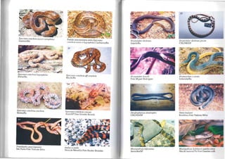 Epicra/es cenchria hygrophilus
I1héus/Bu
Epicra/es cenchria cel/chria
BelémIPa
Tropidophis paucisquamis
São Paulo Foto VinÍt:ius Silva
Padrão intermediário entre Epicra/es
cenchria assisi e hygrophilus Cachoeira/Ba
31
Epiu{//es cenchria affcenchria
Recife/Pe
Epicrates cenchria crassus
Assis/SP FOlO Geraldo Brisola
Anilus scy/alle
Serra da MesafGo FOlO Reuber Brandão
Drymoluber dichrollS
ltapcbilBa
Drvmoluber braúli
Foto Miguel Rodrigues
Dendrophidion dendrophis
CHUND/DF
Mas/igodryas bifossa/us
Sorocaba/SP
Drynwlube( dichrous jovem
CI-iUNBIDF
Drymarchon c corais
Itaberaba/Ba
Ninia hudsoni
Rondônia FOlO Vinícills Silva
Mas/igodryas bobdaer/i padrão cinza
Ilha do bananalrro Foto GlIarino colli
 