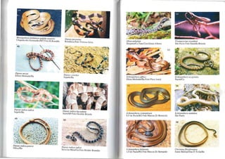 Masligodryas bobdaerli padrão amarelo
Chapada dos GuimarãeslMT Foto R. Brandão
46
Dipsas neivai
Elíseo MedradolBa
Dipsas indica indica
ItapebilBa
Dipsas indica pelersi
IlhéuslBa
Dipsas pavonina
Rondônia Foto Vinícius Silva
Dipsas caresbyi
llapebilBa
Dipsas indica bucephala
Assís/SP Foto Geraldo. Briso.la
Dipsas indica indica
Serra da Mesa/Go Fo.to. Reuber Brandão.
Sibon nebulala
lbiapaba/Ce Fo.lO Ciro Ginez Albano.
Echinanlhera affinis
Elísio. Medrado.lBa Fo.to. Flo.ra JlIncá
Echinanlhera cyanopleura
S.F de PaulaIRS Fo.to Marco.s Di-Bernardo
Echinanlhera bilineata
S.F.de Paula/RS Foto Marcos Di-Bernardo
UromacerÍfw ricardinii
São Paulo Foto Geraldo Brisola
Echinanlhera occipitalis
PacolílCe
Echinanthera wululala
São Paulo.
Chironiusf1avolinealU~
Santa Helena/Dias O' AviJa/Ba
 