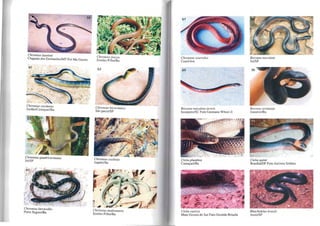 59
Chironius laurenli
Chapada dos GuimarãeslMT Fot Ma.Goretti
Chironius earinolus
Jordão/CamaçarílBa
Chironius quadriearinalus
ltú/SP
.".~
Chironius laevieollis
Porto SegurolBa
ChironiltSfuseus
Simões FilholBa
62
Chironius biearinalus
São paulo/SP
Chironius exolelus
ltapebi/Ba
Ã
Chironius multivenlris
Simões FilholBa
66
Chironius seurrulus
Coarí/Am
69
Boiruna maeu/ma jovem
Itaiópolis/SC FotO Germano Whoel Jr
Clelia plumbea
CamaçaríIBa
Clelia mSlica
Mato Grosso do Sul Foto Geraldo Brisola
Boiruna I/1w;ulata
Itll/SP
BvirwllL sertaneja
JuazeirolBa
Clelia quimi
BrasílialDF Foto Anltmio Sebben
Rhachidelus brazili
Assís/SP
 