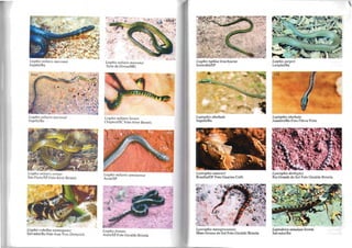 Liophis lI1iliaris merremii
Itapebi/Ba
Liophis lI1iliaris lI1erremii
ltapebi/Ba
Liophis lJIiliaris oril1!1S
São Palllo/SP Foto Aline Benetti
Liophis cobellus taeniogaster
Salvador/Ba Foto Jean Yves Dornalain
" "r " ''' :~ .'
~ .
' ~~ ..
J
Liophis miliaris merremii
Salto da DivisalMG
Liophis miliaris Jovem
Chapecó/SC Foto Aline Benetti
Liophis miliaris semiaureus
Assís/SP
Liophis ji-enata
Assís/SP Foto Geraldo Brisola
. ~
Liophis typhlus brachyurus
Sorocaba/SP
Leptophis ahethula
ltapebiJBa
Lystrophis nattereri
BrasílialDF Foto Guarino Colli
Lystrophis matogrossensis
Mato Grosso do Sul Foto Geraldo Brisola
Liophis jaegeri
LençóislBa
Leptophis ahethula
JuazeiroIBa Foto Flávia Pinto
Lyslrophis dorbignyi
Rio Grande do Sul Foto Geraldo Brisola
Leptodeira annulata Jovem
SalvadorlBa
 