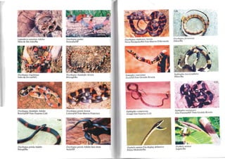 Leptodeira annulata Adulto
Mata de São JoãolBa
Oxyrhopus trigeminus
Salto da Divisa/MG
Oxyrhopus rhombifer Adulto
BrasílialDF Foto Guarino Colli
Oxyrhopus petola Adulto
IbitupãlBa
Oxyrhopus guibei
SorocabaJSP
Oxyrhopus rhombifer Jovem
Mucugê/Ba
!
Oxyrhopus petola Jovem
LimeiraJSP Foto Marcos Francisco
Oxyrhopus pelola Adulto fase cinza
Assís/SP
Oxyrhopus elathm/II.' Jovem .
Nova Petr6polis/RS Foto Marcos DIBcrnardo
Symophis rynoslOma .
Assís/SP Foto Geraldo Bnsola
Siphlophis compressus
Amapá foto Guarino Colli
Oxybelis aeneus Em display defensivo
Elíseo MedradolBa
Oxyrhopusformossus
IIhéuslBa
Siphlophis leucocephalus
Ilhéus/Ba
Siphloplzis worontzov; .
Alta FlorestaJMT Foto Geraldo Bnsola
Oxybelis aeneus
ltapebi/Ba
(.
 