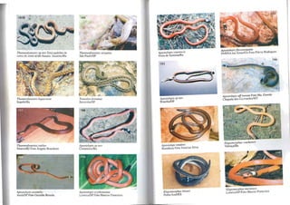 Thamnodynas/es sp nov Dois padrões ele
cores do semi-árido-baiano. JuazeirolBa
Thamnodynastes hYPocol/ia
ltapebi/Ba
Thamnodynastes ruti/us
NiteroilRJ Foto Ângelo Brasileiro
ApoSlolepis assimilis
Assís/SP Foto Geraldo 8risola
184
Thamnodynas/es s/riga/us
São Paulo/SP
Tomodol1 dorsatus
SorocabalSP
Aposlolepis sp nov
CorrentinalBa
Apostolepis ery/flrono/us
LimeiralSP Foto Marcos Francisco
Apostolepis cearencis
Feira de SantanalBa
193
Aposlolepis sp nov
BrasflialDF
AposlOlepi rondoni, . .
Rondônia Foto VLllIClUS Stlva
Elapomorphus blumii
Pedra AzulfES
Apostolepis flavolOrquata .
PARNA das Emas/Go Foto Flávio Rodngues
Apostolepis aft lilleata Foto Ma. Goretti
Chapada dos Guimarães/MT
Elapomorphus wuchereri
ValençalBa
Elapomorphus merlensis .
Limeira/SP Foto Marcos FrancIsco
 