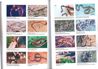 Elapomorphus lepichls
Ilhéus/Ba Foto Antônio Argôlo
Apostolepis arenarius
Alagoado/Ba Foto Miguel Rodrigues
/., ~
• . 11
Pha/o/ris lativit/atus
Assís/SP Foto Geraldo Bl1sola
RlzillobothryulII lell/igillosl/II/
Vilhena/Ro Foto Guurino Colli
ApOSlolepis gabai
QueimadaslBa Foto Miguel Rodrigues
Pllalo/ris aJfbilineatus
Foto Guarino colli
Sybinomorphus newiedii
ItapebiIBa
207
Sybinomorphus newiedii indivíduo de cima e
Sybinomorphus mykani indivíduo de baixo SP
Sybinomorplzus gannalli
Guaramirim/SC Germano Woehl lr
lmantodes le/lliferus
Rondônia Foto Vinícius Silva
Tropidodryas serra
São Paulo
Svbinol/'lorphllS l'en/ril/wc/lla/lls
Chapecó/SC Foto Aline Benetti
flllal/todes cel/ciloll
Mata de São João/Ba
Tropidodryas strialcep.l'
Palmeiras/Ba Foto Claude SalllucI
Hidrod)'I/Clstes bicil/c({/s
Barra do Garças/MT Foto Rcuber Brandão
 