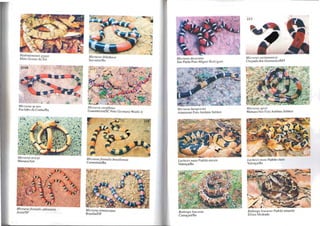 Hydrodynasles gygas
Mato Grosso do Sul
Micrurus sp nov
Euclides da CllnhalBa
Micrurus averyi
Manaus/Am
Micrurus frol1lalis allilvslris
Assís/SP
MicrurllS ibiboboc:a
Sal vadorlBa
Micruurs coral/ínus
Guaramirim/SC Foto Germano Woehl lr
Micrllrllsfronlalis brasiliensis
CorreolinalBa
Micrurus lemniscalus
BrasílialDF
Micrurus decoralllS
São Paulo FalO Miguel Rodrigues
Micrllrus hemprichii
Amazonas Foto Antônio Sebben
Lachesis mUla Padrão escuro
Valença/Ba
BOlhrops leucurus
Camaçarí/Ba
MíCY/lrlls suriname/lSis
Chilpadn dos GlIi rn:Jrãcs/MT
Micnr("Us spixii
Manaus/Am Foto Anlônio Sebbcn
Lachesis mula Padrão claro
Valença/Ba
BOlhrops leucurus Padrão amarelo
Elíseo Medrado
 