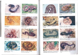 230
8011lrol's leucunts
Exu/Pernarnbuco
BOllzrops atrox
Belém/Pará
BOllll"Ops errlhro/llelas
Juazeiro/Ba
8 01lzrops li. /UI::,i = Itllú
Santa Helena/Ba
8olhrops /eu('urus
Crato/Ceará
8 0rltrops erylllrolltela.l·
Teofilftndia/Ba
BOllllops li. goya~ellsis
Brasíl ia/DF
lIIamlOralus
BOllzrops 11. neH'iedii = lIewiedii
Vilória da Cllllquista/Ba
J
238
BOlhrops 11. urulU
Campinas/SP
IU'II'iedii
80lhrops 11 pilll/oensi,'
Assís/SP
BOlllrops 11. pubescells
Rio Grande do Sul
 ~
!,ou/oens;s
pu17escells
BOlhrops 11. matogrossellsis =lIIalogrosse/lsis
MirandaiMS Foto Yuri Machado de BalTos
Botltrop.l' 11. parallaellsis
Paraná
S(0trops 11. boliviallu.l· = pau/oel1sis . ' .
Ch. dos GlIimarãcs/MT F. Wagner GlIenello
Botllrops 11. diporus =di/)()J'((s
Paraguai Fala Geraldo Bnsola
BOlllrops /l. piauhyensis =lul~i
Piauí
 