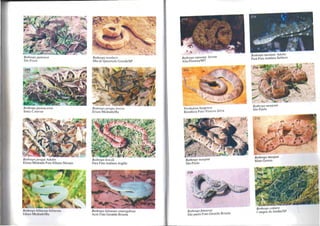 ,
BOlhrops jararaca
São Pnulo
BOlhrops jararac!lssu
Santa Catarina
BOIhro{Js pirajai Adulto
Elíseo Medrado Foto Elbano Moraes
BOlhrops bilincula hilineuw
Elíseo Medrado/B"
BOlhrups insularis
Ilha de Queimada Grande/SP
BOlhrops pirajai Jovem
Elíseo Medrado/Ba
BOlhrops brazili
Pará Foto Antônio Argôlo
BOlhrops bilineala smaragdillus
Acre Foto Geraldo Brisola
Bothrops tael/iata Jovem
Alta FloreslaIMT
porlhidiun hyoprora .
Rondônia Foto Vinícius Silva
Bothrops moojeni
São Paulo
Bolhrops fonsecai .
São paulo Foto Geraldo Bnsola
BOIJzrops taeniala Adulto
Pará Foto Antônio Sebbcm
BOlhrops moojenii
São Paulo
Bothrops moojeni
Mato Grosso
Bothrops cOliara
Campos do JordãolSP
 