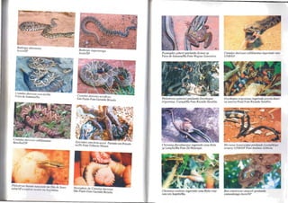 CrOla/IIS duriS.'lIs cof/i/inealtl'
BrasOia/DF .
Phi:odtTas ba:r~ni na~ccndo no Zôo de SOI"O-
cab,tlSP a e~pecle Ocorre na Argentina.
C~'Ola/IIS durisSl/S lerrificus
Sao Paulo Foto Geraldo Brisola
E . ,
' plerales cenehria assisi Parindo em Petro"-
mt!Pe Foto Nilberto Moura I
~ell1ipênis de CrOlalus durissus
Sao Paulo Foto Geraldo Brisola
Psomophis joberli predando Scinax sp
Feira de SantanafBa Foto Wagner Guerreiro.
Philodryas nal/ereri predando Oxyrlwpus
lrigeminus. Curaçá/Ba Foto Ricardo Serafim.
Chironiusflavolin.eatus ingerindo uma Hyla
SI' Lençóis/Ba Foto Zé Henrique.
Chironitls exolelus ingerindo uma Hyla erep-
tans em ltapebilBa
Crotalus durissus cof/ilillealus illgerilldo rlllo
UNB/DF
Oxyrhopus lrigeminus ingerindo jovem Amei-
va C//11eiva Piauí Foto Ricardo Serafim.
Micrun/s lemniscalUS predando Lyol;/Ih/"/I.I
lemelzi UNS/DF FOlo AlIlônio SeMI'/II.
Boa cOllstriclor amara!i predando
camundongo Assís/SP
 