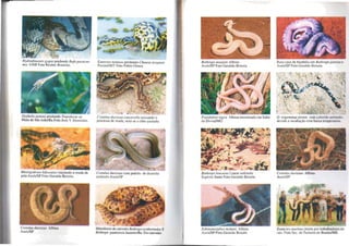 Hydrodinasles gygas predando Bufo paracne-
mis. UNB Foto Reuber Brandão.
. ~ '. ~~
B' I" r'
~
-.r, ~ ,
~ I . '1 '. / ' ,
- I ~
• • I".l
"'-< !
Oxybe/is aeneus predando Tropidurus sp
Mata de São João/Ba Foto Jean Y. Domalain.
Masligodryas bifossalus iniciando a muda de
pele Assís/SP Foto Geraldo Brisola.
Crota/us durissus Albina
Assís/SP
EuneCles notaeus predando Chmma lorqua/a
PoconélMT Foto Fábio Olmos
, '
lO ..
ero/a/us dl/rissus cascavel/a iniciando o
processo de muda, nOla-se o olho azu lado.
era/a/us durissus com padrão de desenho
anómalo Assís/SP
Hibridismo de cativeiro Bothrops erythromelas X
BOlhrops pauLoensis Juazeiro/Ba. Em cativeiro
Bo/hrops moojeni Albino
Assís/SP Foto Geraldo Brisola.
............"
Pseudoboa nigra Albina encontrada em Salto
da Divisa/MG
BOlhraps /eucurus Linear anômalo
Espírito Santo Foto Geraldo Brisola.
Sybinomorphus mykani Albino
Assís/SP Foto GeraJdo Brisola
Raro caso de bicefalia em BOlhropsjararuCl/
Assís/SP Foto Geraldo Brisola.
O. trigeminus jovem com colorido an()lIlalo.
devido a incubação com baixa temperatura.
Crotalus durissus Albina
Assís/SP
EuneCles murinus morta por trabalhadores 11.1-
rais. Foto Secode Turismo de BonitolMS.
 