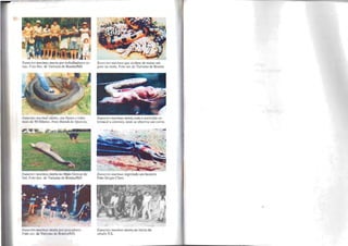 ElIllec/es I1lllrinus mor/a por trabalhadores ru-
rais. Foto Secode Turismo de Bonito/MS
EI/llec/es III1Ir inllS morta, era fêmea e tinha
mais de 50 filhotes. Foto Biondi de Queiroz.
ElIllecles lIIurill/./s morta no Mato Grosso do
Sul. Foto Seco de Turismo de BonitolMS
EllIlec/es mllrilllls morta por pescadores
Foto secode Turismo de BonitolMS.
ElIl/eCles 1II11r;IIUS que acabou de matar um
gato-do mato. Foto sec de Turismo de Bonito
EWlectes I1Il/rillllS morta com o conteúdo es-
tomacal a amostra, onde se observa um cervo.
EI/nectes murinus in!!erindo um bezelTo
Foto Sérgio Claro. ~
Eunec/es lIutri/1l/s morta no início do
século XX.
 