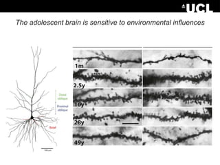 The adolescent brain is sensitive to environmental influences

 