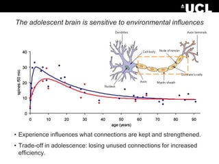 The adolescent brain is sensitive to environmental influences

• Experience influences what connections are kept and strengthened.
• Trade-off in adolescence: losing unused connections for increased
efficiency.

 