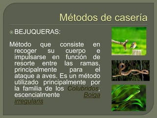  BEJUQUERAS:

Método que consiste en
 recoger     su    cuerpo    e
 impulsarse en función de
 resorte entre las ramas,
 principalmente     para     el
 ataque a aves. Es un método
 utilizado principalmente por
 la familia de los Colubridos,
 escencialmente          Boiga
 irregularis
 