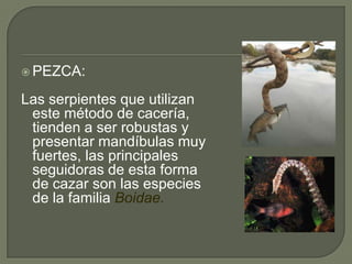  PEZCA:

Las serpientes que utilizan
 este método de cacería,
 tienden a ser robustas y
 presentar mandíbulas muy
 fuertes, las principales
 seguidoras de esta forma
 de cazar son las especies
 de la familia Boidae.
 