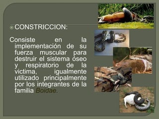  CONSTRICCION:

Consiste        en      la
 implementación de su
 fuerza muscular para
 destruir el sistema óseo
 y respiratorio de la
 victima,       igualmente
 utilizado principalmente
 por los integrantes de la
 familia Boidae.
 