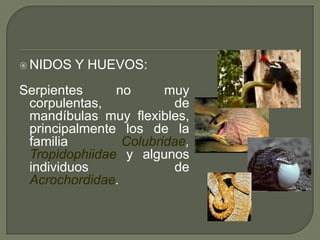  NIDOS   Y HUEVOS:
Serpientes     no      muy
 corpulentas,            de
 mandíbulas muy flexibles,
 principalmente los de la
 familia        Colubridae,
 Tropidophiidae y algunos
 individuos              de
 Acrochordidae.
 