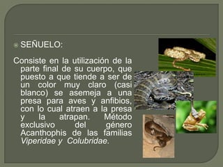    SEÑUELO:
Consiste en la utilización de la
 parte final de su cuerpo, que
 puesto a que tiende a ser de
 un color muy claro (casi
 blanco) se asemeja a una
 presa para aves y anfibios,
 con lo cual atraen a la presa
 y    la    atrapan.     Método
 exclusivo      del      género
 Acanthophis de las familias
 Viperidae y Colubridae.
 