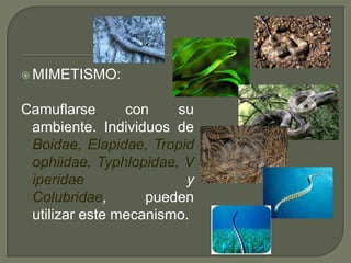  MIMETISMO:


Camuflarse      con    su
 ambiente. Individuos de
 Boidae, Elapidae, Tropid
 ophiidae, Typhlopidae, V
 iperidae               y
 Colubridae,       pueden
 utilizar este mecanismo.
 