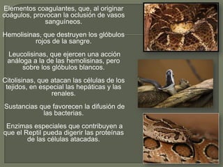 Elementos coagulantes, que, al originar
coágulos, provocan la oclusión de vasos
              sanguíneos.
Hemolisinas, que destruyen los glóbulos
          rojos de la sangre.
 Leucolisinas, que ejercen una acción
 análoga a la de las hemolisinas, pero
      sobre los glóbulos blancos.
Citolisinas, que atacan las células de los
 tejidos, en especial las hepáticas y las
                 renales.
Sustancias que favorecen la difusión de
            las bacterias.
 Enzimas especiales que contribuyen a
que el Reptil pueda digerir las proteínas
        de las células atacadas.
 