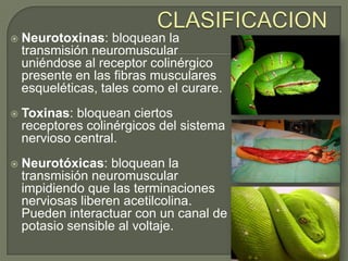    Neurotoxinas: bloquean la
    transmisión neuromuscular
    uniéndose al receptor colinérgico
    presente en las fibras musculares
    esqueléticas, tales como el curare.
   Toxinas: bloquean ciertos
    receptores colinérgicos del sistema
    nervioso central.
   Neurotóxicas: bloquean la
    transmisión neuromuscular
    impidiendo que las terminaciones
    nerviosas liberen acetilcolina.
    Pueden interactuar con un canal de
    potasio sensible al voltaje.
 