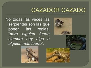 No todas las veces las
 serpientes son las que
 ponen    las    reglas,
 “para alguien fuerte
 siempre hay algo a
 alguien más fuerte”.
 