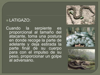  LATIGAZO:

Cuando la serpiente es
 proporcional al tamaño del
 atacante, toma una postura
 en donde recoge la parte de
 adelante y deja estirada la
 parte final de su cuerpo
 para con el impulso de su
 peso, proporcionar un golpe
 al adversario.
 